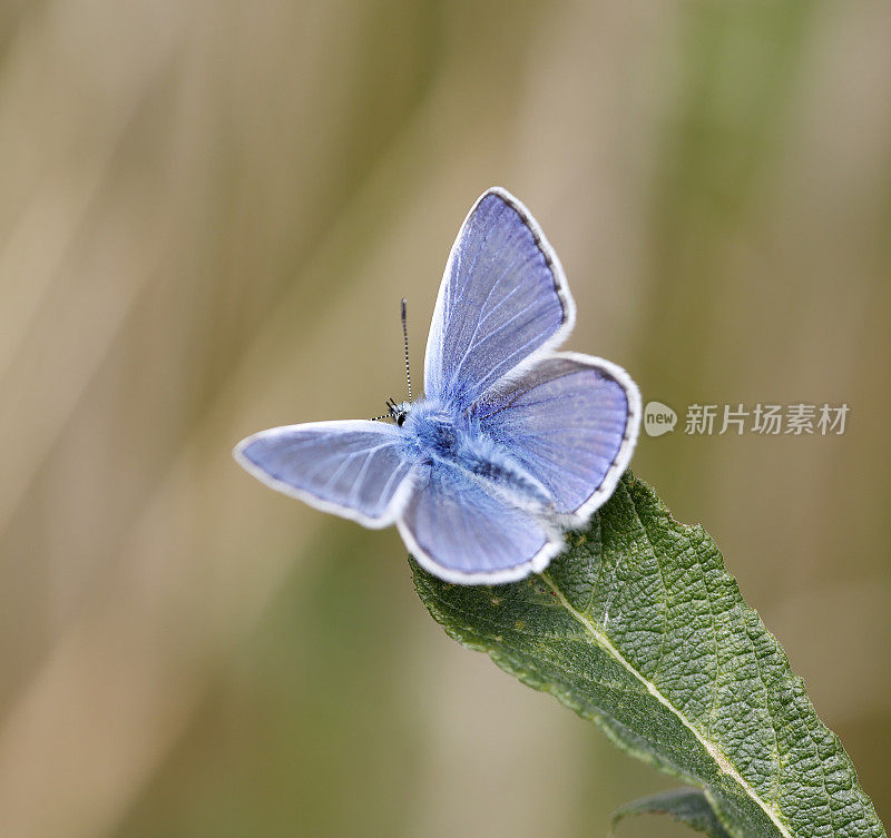 普通蓝蝴蝶(Polyommatus icarus)鲜雄